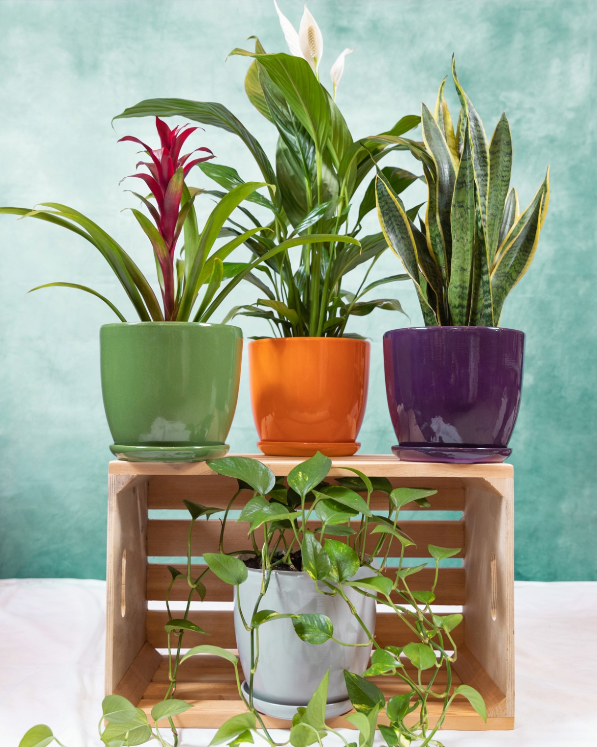 10 najlepszych roślin oczyszczających powietrze w domu
